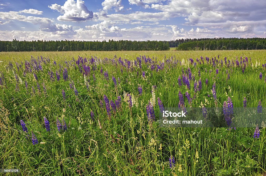 Meadow do wild lupins - Foto de stock de Azul royalty-free