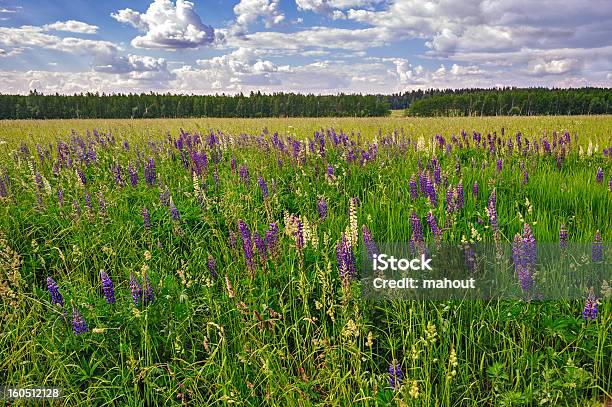 Foto de Meadow Do Wild Lupins e mais fotos de stock de Azul - Azul, Beleza natural - Natureza, Brilhante - Luminosidade