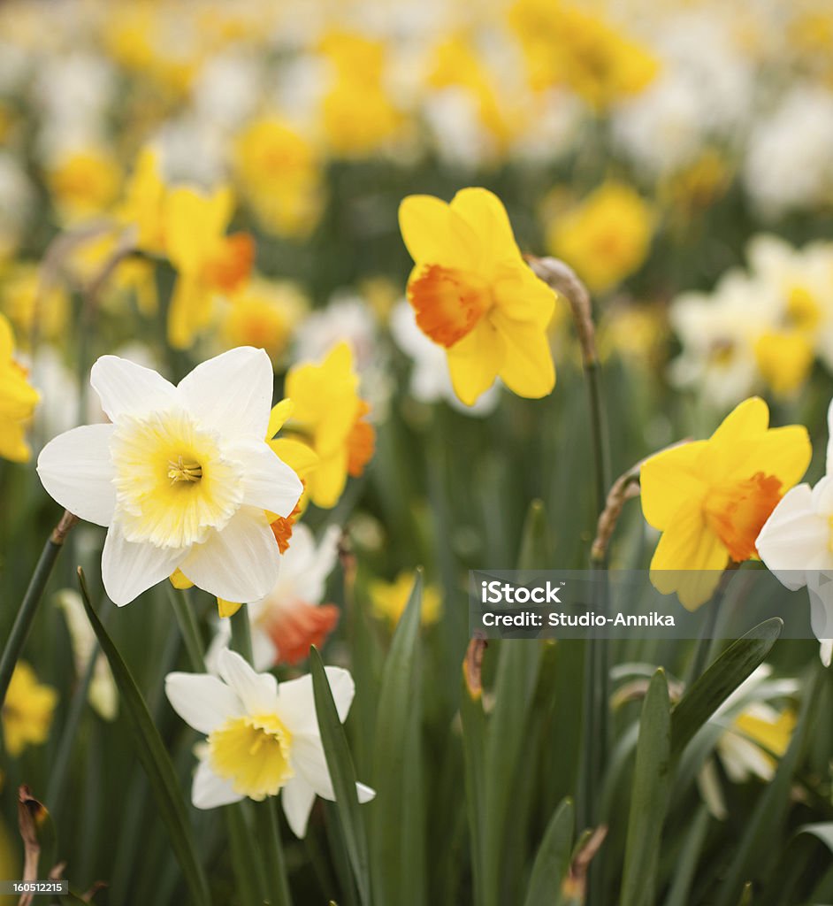 Daffodils - Foto stock royalty-free di Aiuola