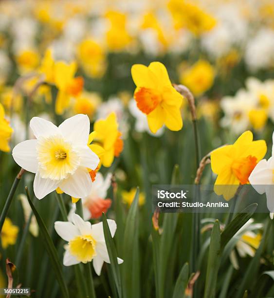 Daffodils - Fotografie stock e altre immagini di Aiuola - Aiuola, Ambientazione esterna, Bellezza