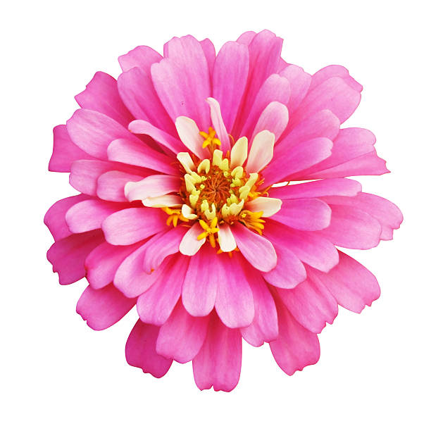 istock pink zinnia flower 160512255