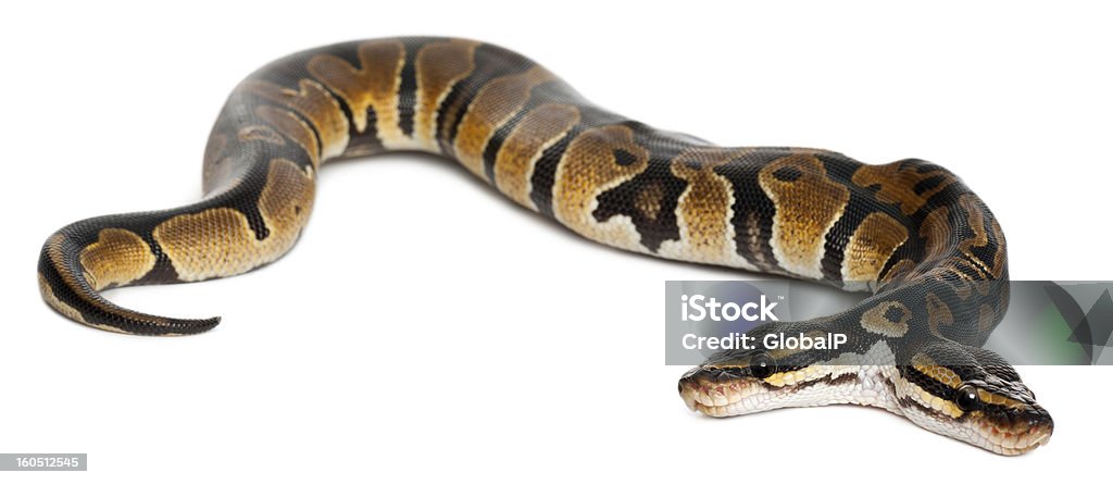 Two Headed Royal Python One Year Old White Background Stock Photo ...