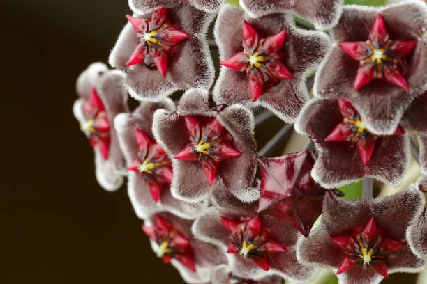 istock Hoya Pubicalyx Chimera Wax Plant Bloom Macro Shot 1605126024