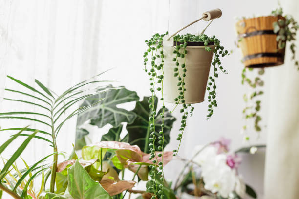 istock Senecio Rowleyanus Plant in a White Hanging Pot 1605126032