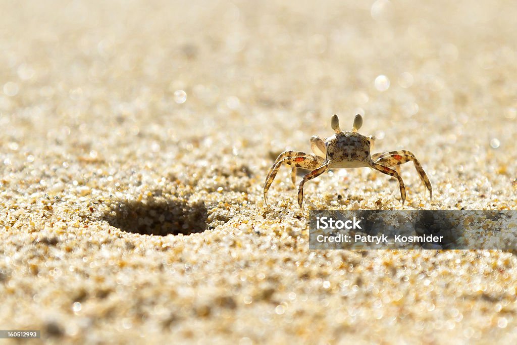 Small sea crab on the beach Small sea crab on the beach of Thailand Animal Stock Photo