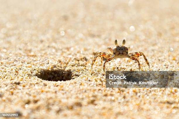 Small Sea Crab On The Beach Stock Photo - Download Image Now - Animal, Animal Body Part, Animal Leg