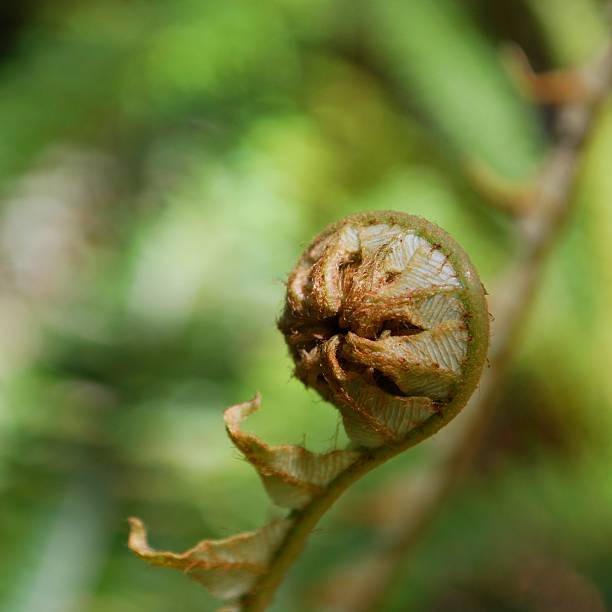 새생명 - plant size 뉴스 사진 이미지