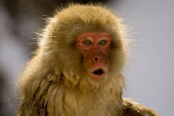 istock Portrait of a snow monkey 160513223