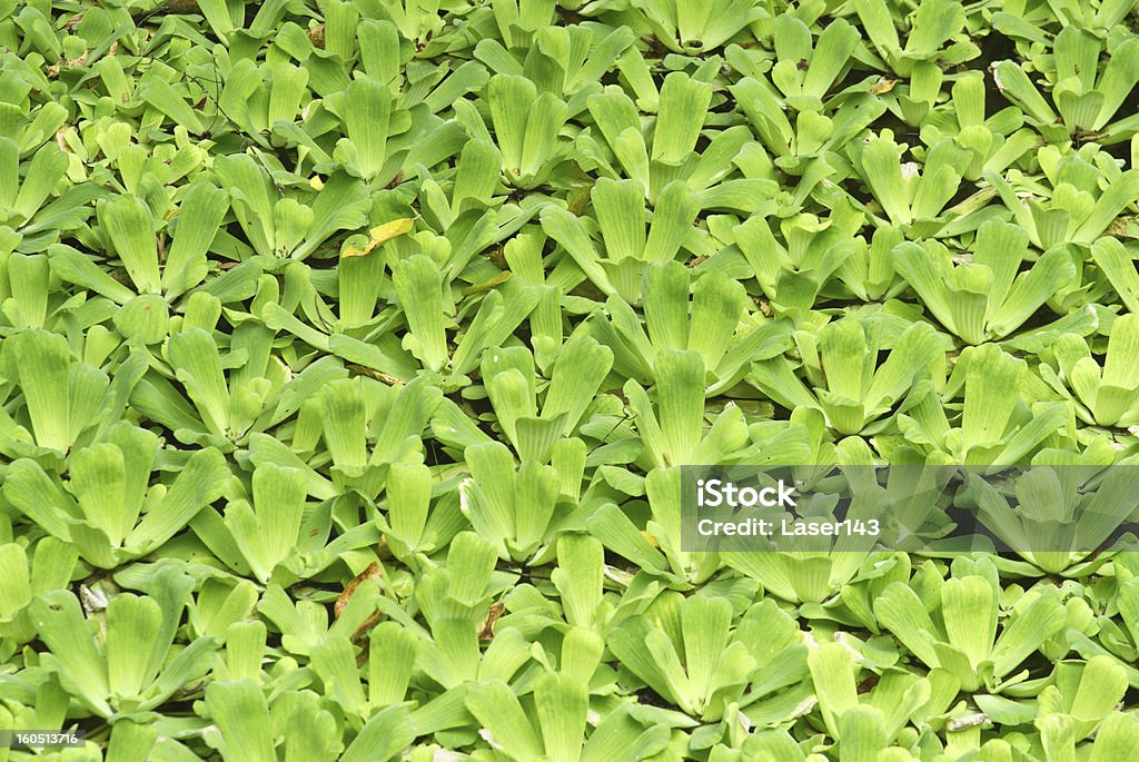 Fundo de pasto verde de água - Royalty-free Ao Ar Livre Foto de stock