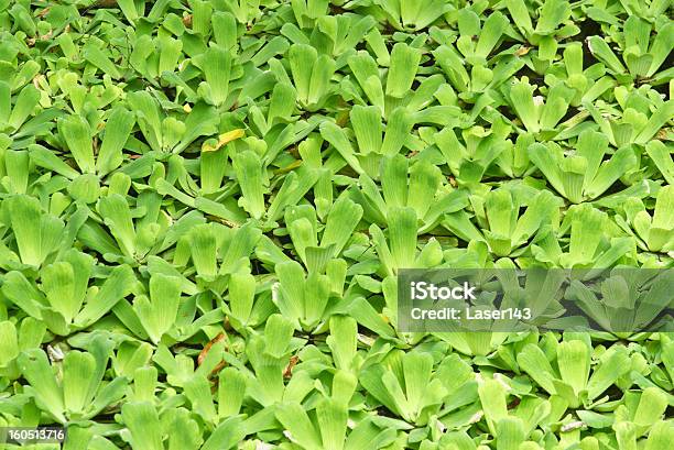 Fundo De Pasto Verde De Água - Fotografias de stock e mais imagens de Ao Ar Livre - Ao Ar Livre, Campo agrícola, Claro