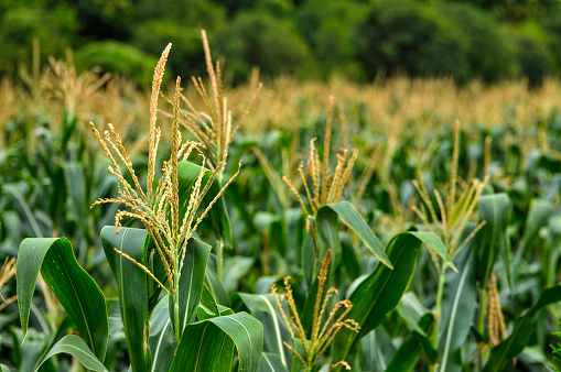 The corn plant in the field