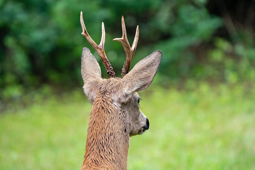 Rear view of roe deer with a nice antler.
