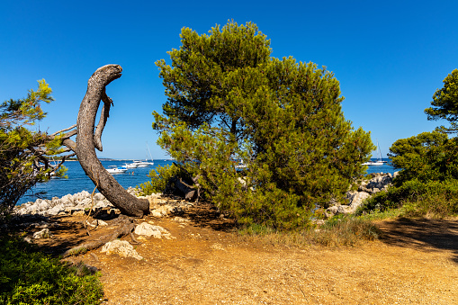Cannes, France - July 31, 2022: Rocky coast with woods and forest of Ile Saint Honorat island of Abbaye de Lerins monastery offshore Cannes at French Riviera