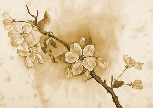 Fashionable illustration allegory of spring art  watercolor in sepia impressionism horizontal landscape flowering apple tree branch on a background in sepia