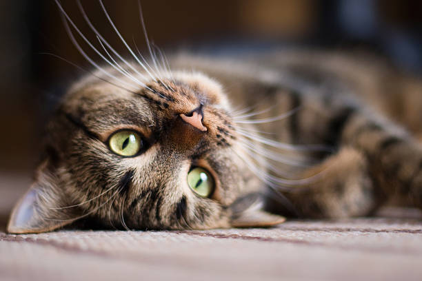 kitty gato juguetón - whisker fotografías e imágenes de stock