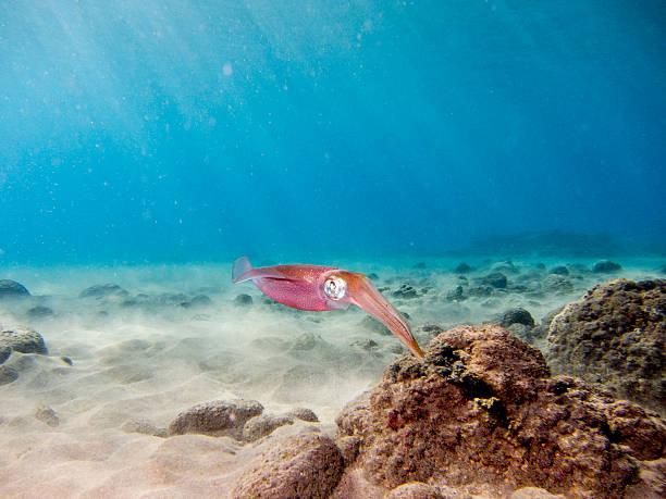 istock Big eye of a Bigfin Squid 160515840