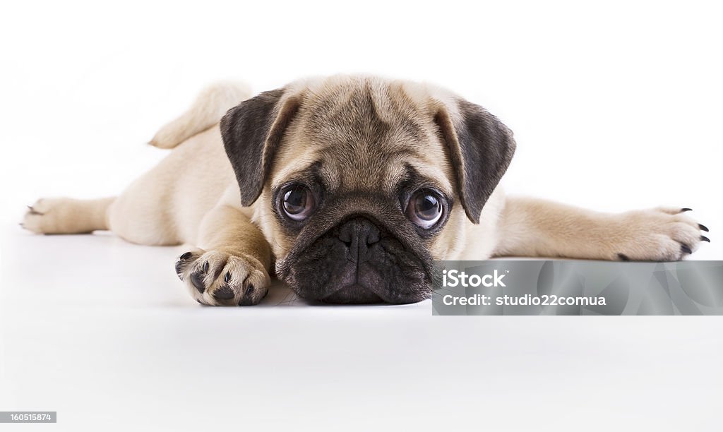 Pug puppy Pug puppy lying on a white background Puppy Stock Photo