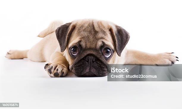 Pug Puppy Stock Photo - Download Image Now - Puppy, Cute, Dog