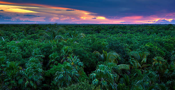 Jungle Canopy stock photo
