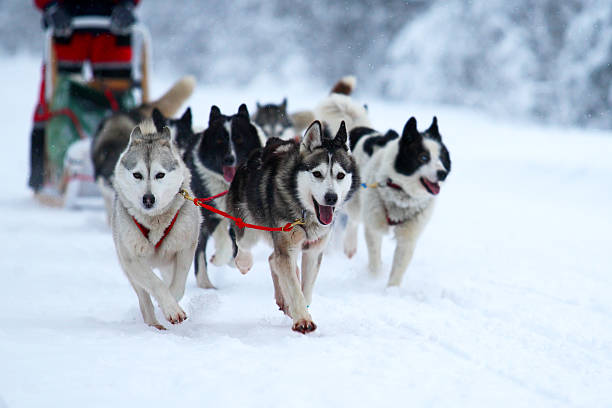 istock Race of draft dogs 160516030