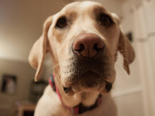 istock Yellow Labrador Retriever Closeup Portrait 160516090