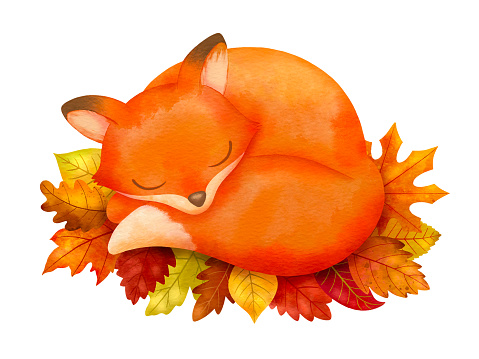 Watercolor fox sleeping on leaves stack. Cute fox woodland animal sleeps in a ball curled up on a bunch of leaves. Fall watercolor illustration. Hand drawn art.