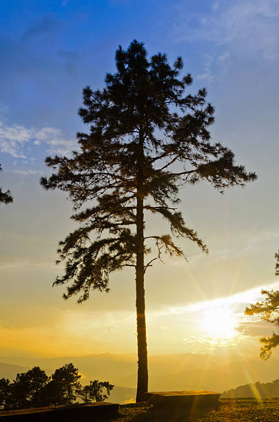 sunsets na montanha. - kesiya imagens e fotografias de stock