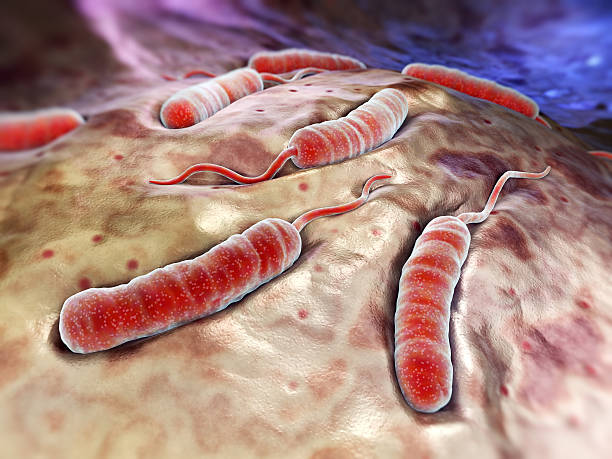 Artist's rendition of cholerae bacteria Cholerae bacteria which causes cholera. vibrio stock pictures, royalty-free photos & images