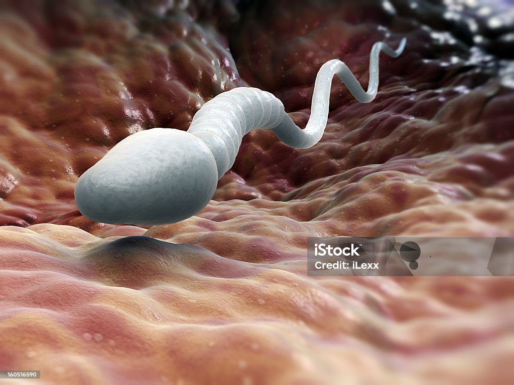 Male sperm cell A single male sperm cell swimming in the fallopian tube Sperm Stock Photo