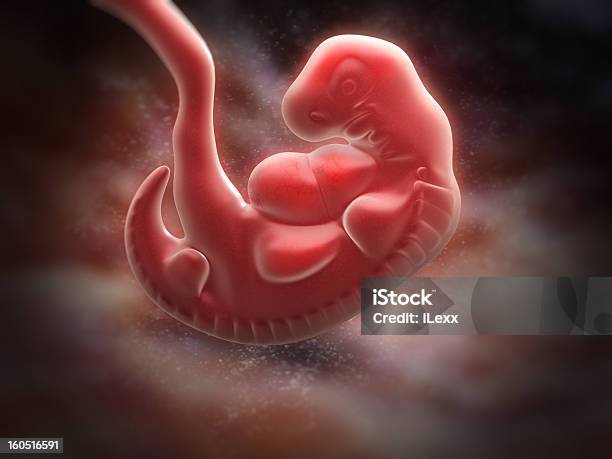 Embryo Stockfoto und mehr Bilder von Embryo - Menschliche pränatale Entwicklung - Embryo - Menschliche pränatale Entwicklung, Woche, Schwanger