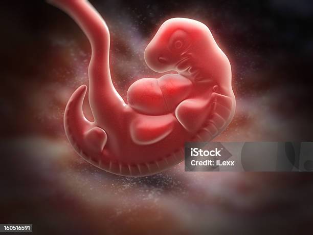 Foto de Embrião e mais fotos de stock de Embrião - Estágio Humano - Embrião - Estágio Humano, Semana, Grávida