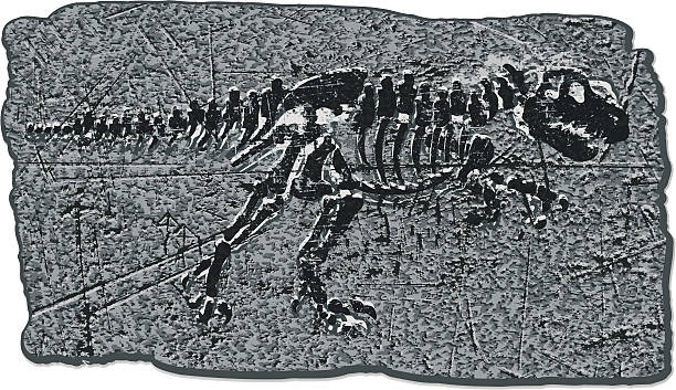 istock Dinosaur Fossil Tyrannosaurus Rex 160516822
