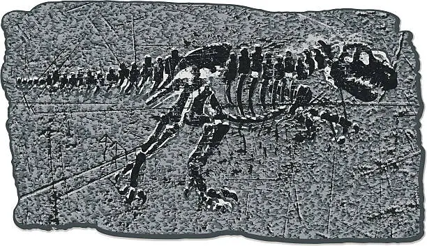Vector illustration of Dinosaur Fossil Tyrannosaurus Rex