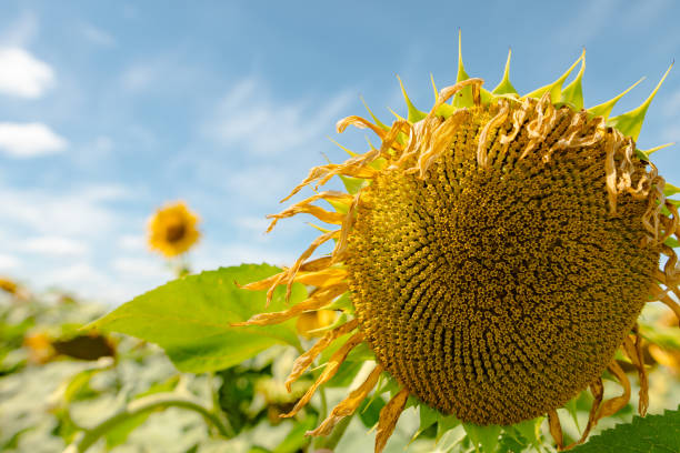 istock sunflower against sunny blue sky, sunflower cultivation concept 1605169831