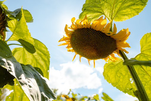 sunflower against sunny blue sky, sunflower cultivation concept