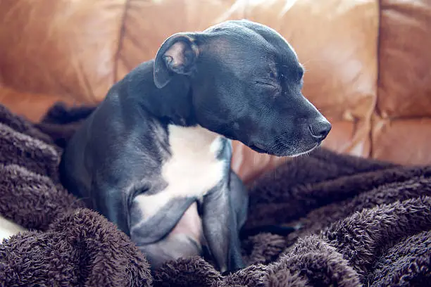 A staffordshire bullterrier falling to sleep was sat on its dog blanket