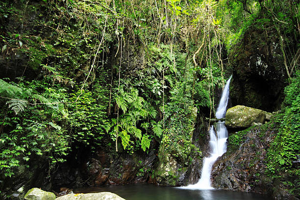 istock Waterfall making its way into a pond in the rainforest 160518857
