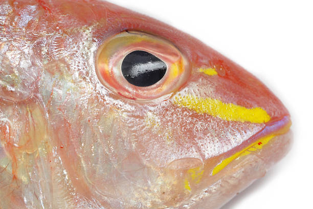 Free picture: brightly, colored, red, snapper, lutjanus campechanus, fish