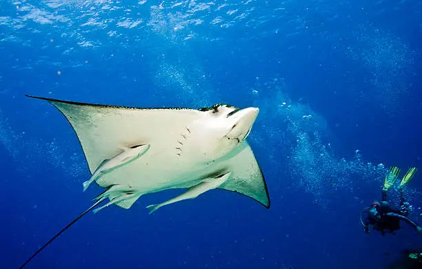 Photo of Spotted Eagle Ray and Remoras