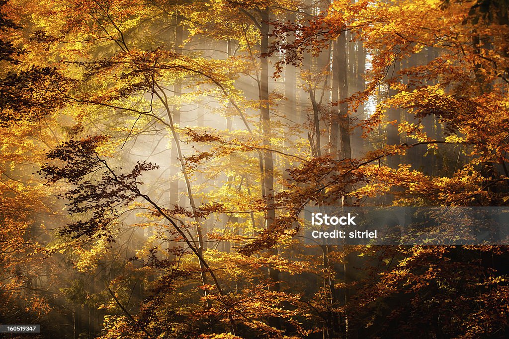 Piękny Krajobraz jesień woods - Zbiór zdjęć royalty-free (Bez ludzi)