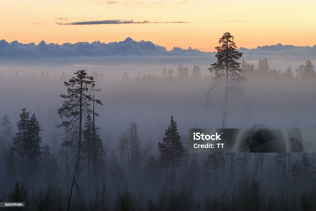 Amanecer en un bosque - Foto de stock de Aire libre libre de derechos