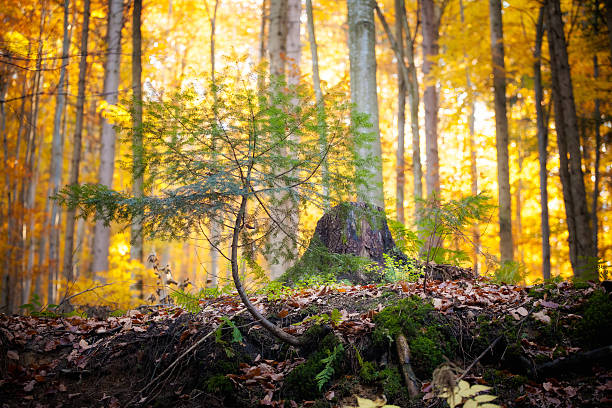 istock Beautiful autumn woods landscape 160519517