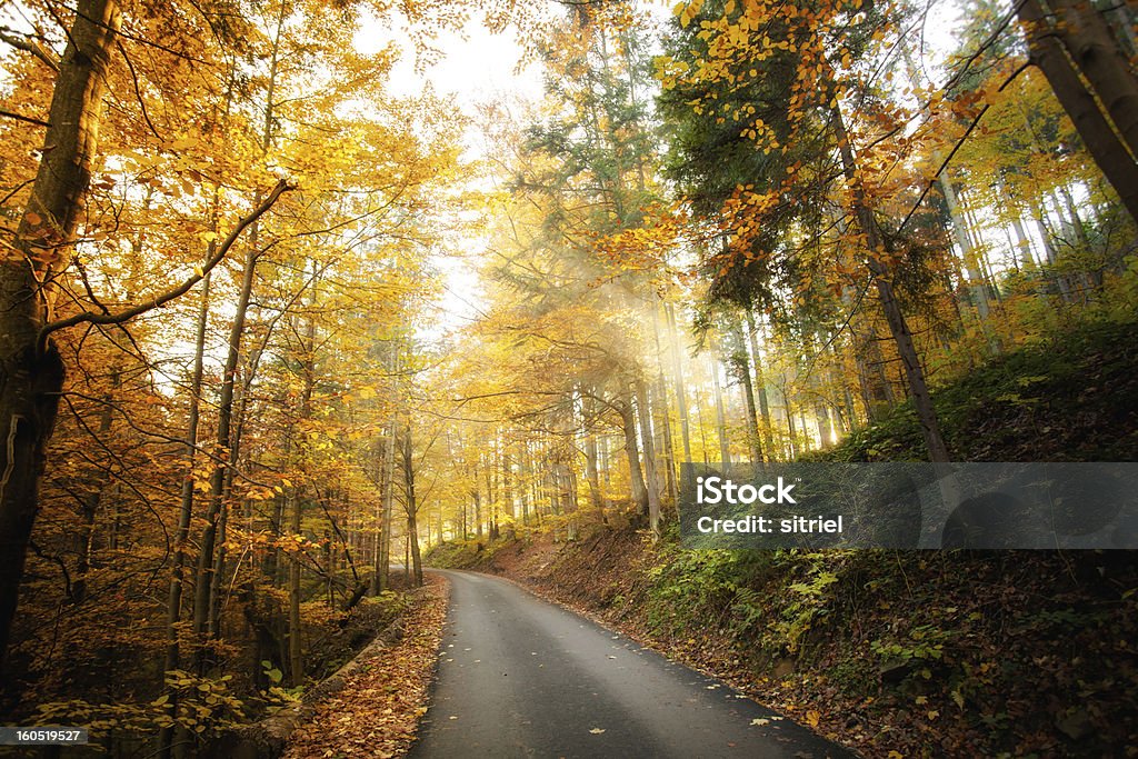 Piękny Krajobraz jesień woods - Zbiór zdjęć royalty-free (Bez ludzi)