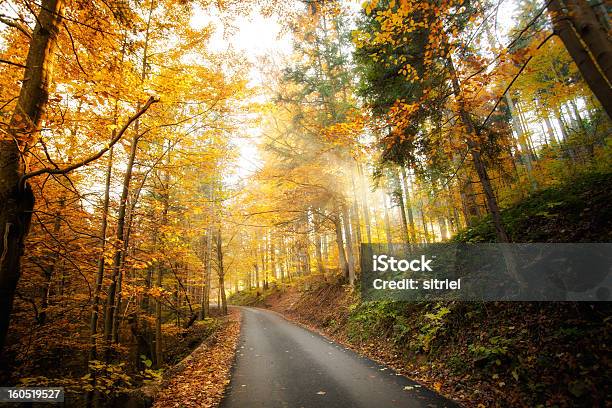 Piękny Krajobraz Jesień Woods - zdjęcia stockowe i więcej obrazów Bez ludzi - Bez ludzi, Bór sosnowy, Drzewo