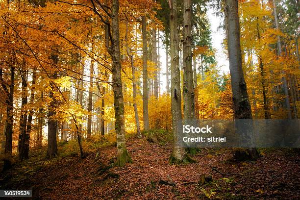 Piękny Krajobraz Jesień Woods - zdjęcia stockowe i więcej obrazów Bez ludzi - Bez ludzi, Drewno - Tworzywo, Drzewo