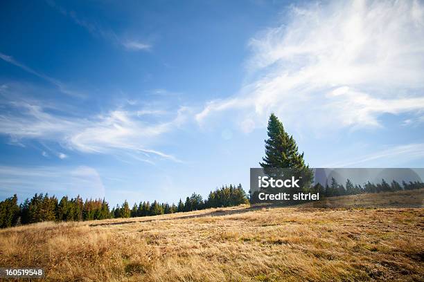 Piękna Jesień Krajobraz Górski - zdjęcia stockowe i więcej obrazów Bez ludzi - Bez ludzi, Bór sosnowy, Drzewo