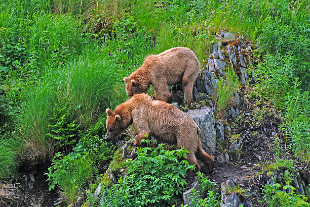 Two Young Bears staring at a Threat Two Kodiak Bears watching a larger male on Kodiak Island kodiak island photos stock pictures, royalty-free photos & images