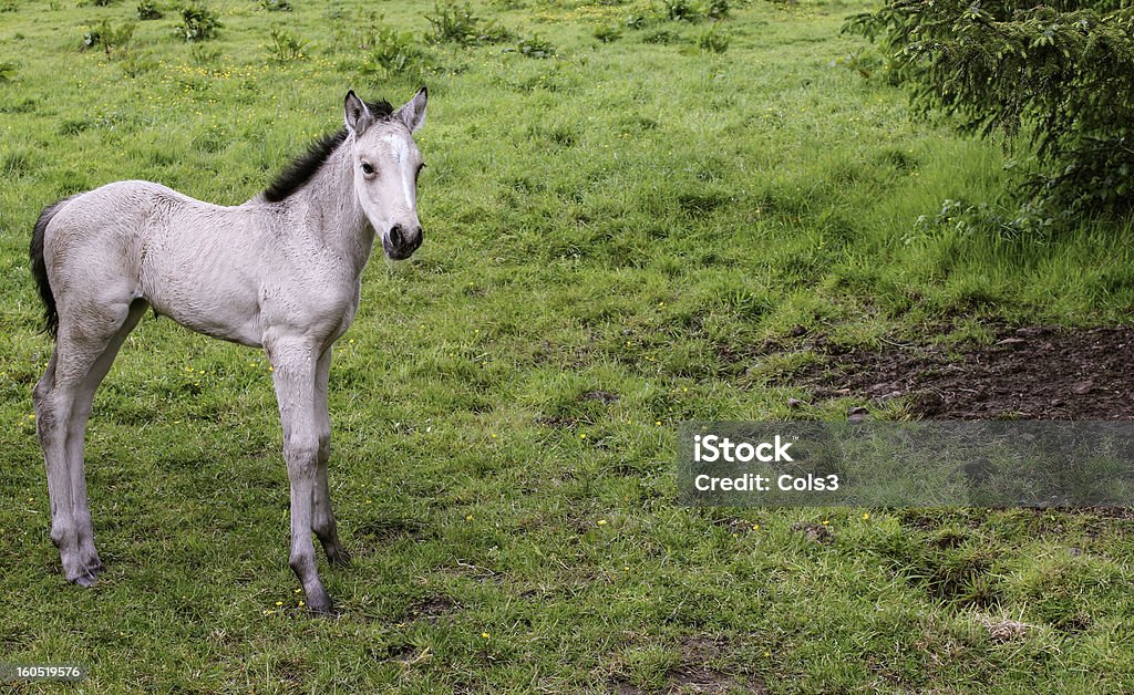 Hermoso Colt irlandés - Foto de stock de Aire libre libre de derechos