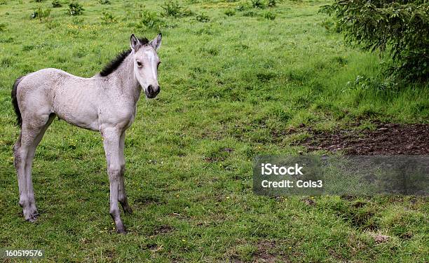 Hermoso Colt Irlandés Foto de stock y más banco de imágenes de Aire libre - Aire libre, Animal, Animal joven