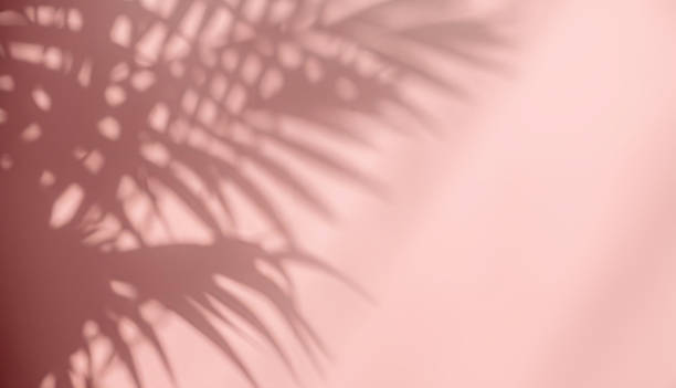 Blurred shadow from palm leaves on the pink wall. Abstract background for product presentation.